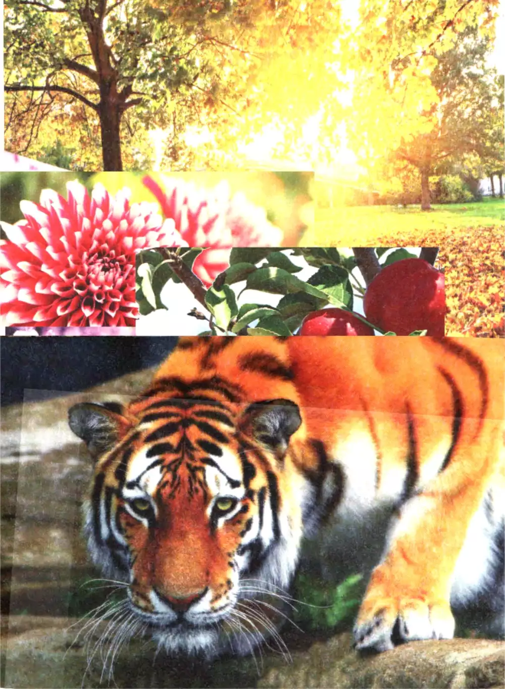 Digital Printed Tissue Paper (17"x23")