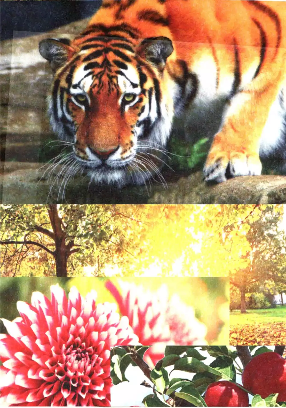 Digital Printed Tissue Paper (15"x20")