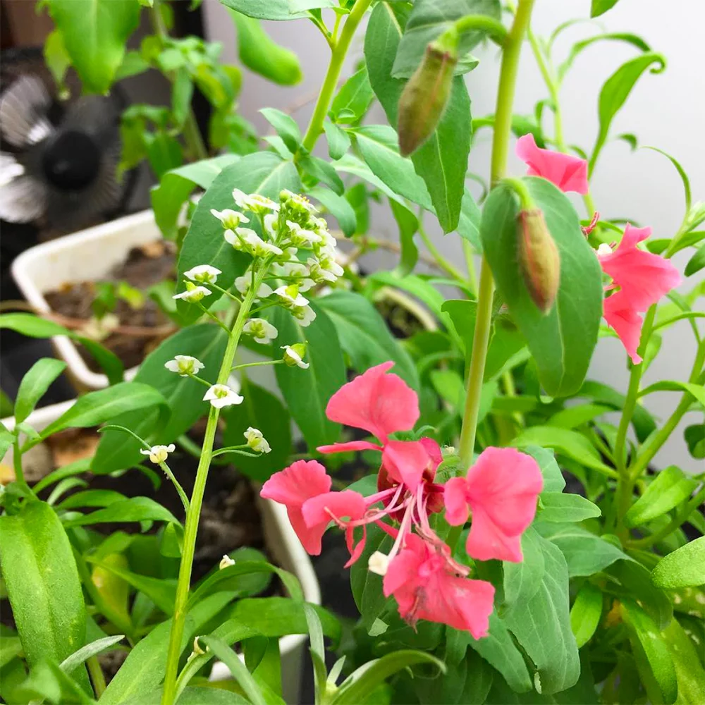 Cartes postales plantables Jours plus lumineux