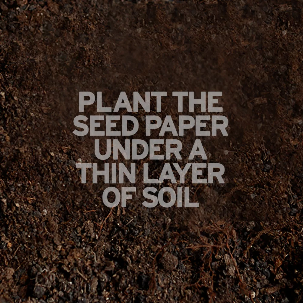 Birch Trees Seed Paper Ball Ornaments