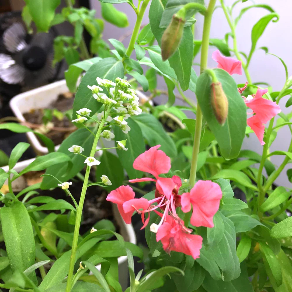 Fleur arrondie avec forme plantable, 2 côtés