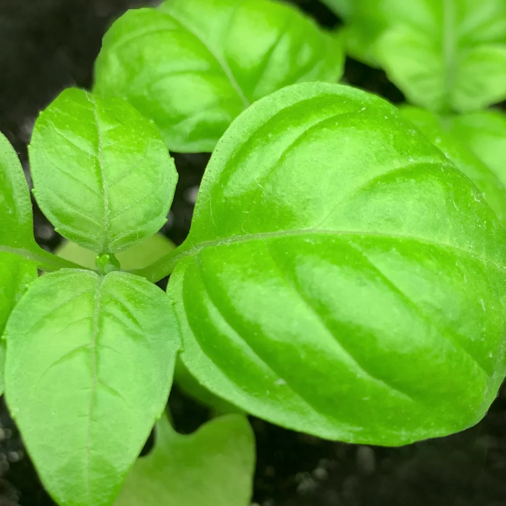 Sprout Pencil With Double-Sided Basil Seed Paper
