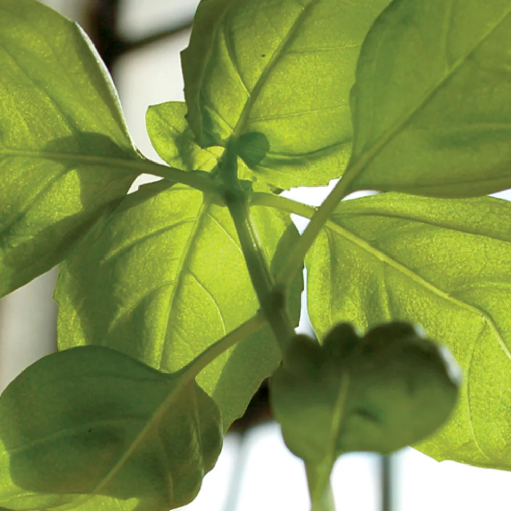 Cartes de vœux personnalisées 100% plantables A6 - Vœux de saison verts