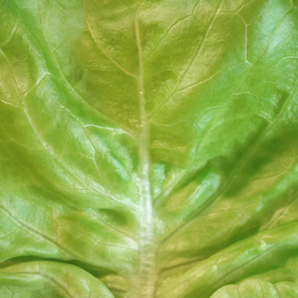 Formes de papier en graines de légumes imprimées, 1 face
