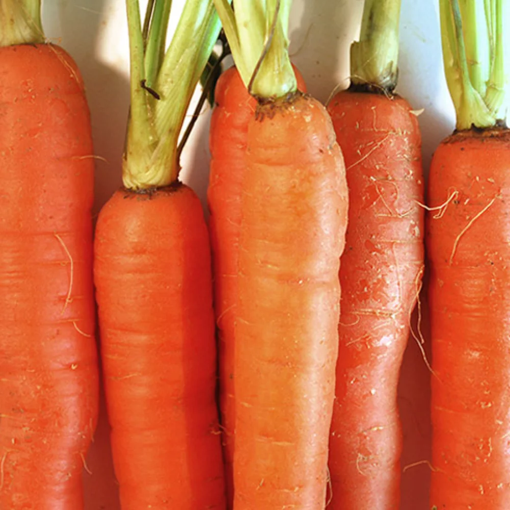 Printed Veggie Seed Paper Shapes, 1-Sided