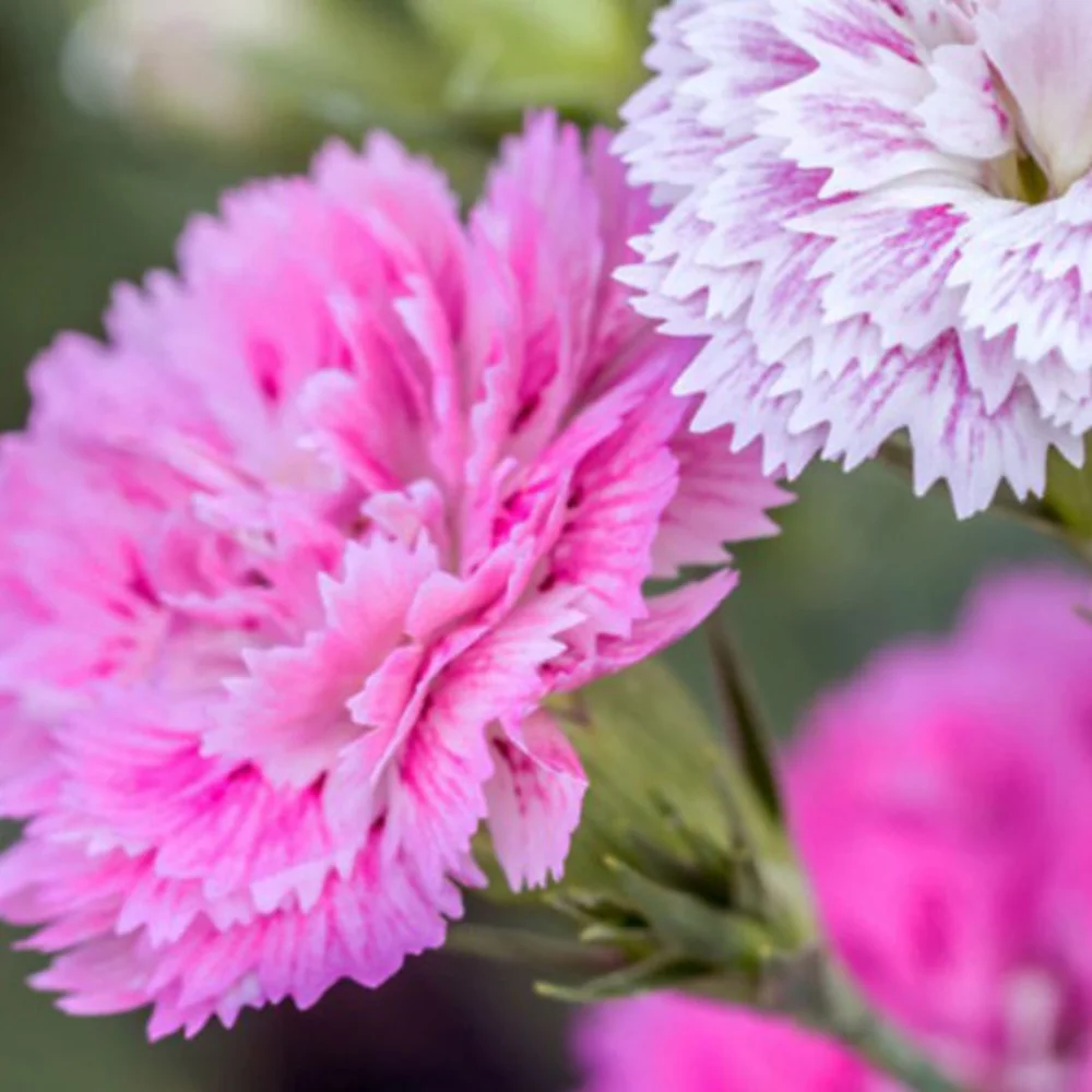 Seeds Of Hope Sprout Pencil With Wildflower Seed Paper
