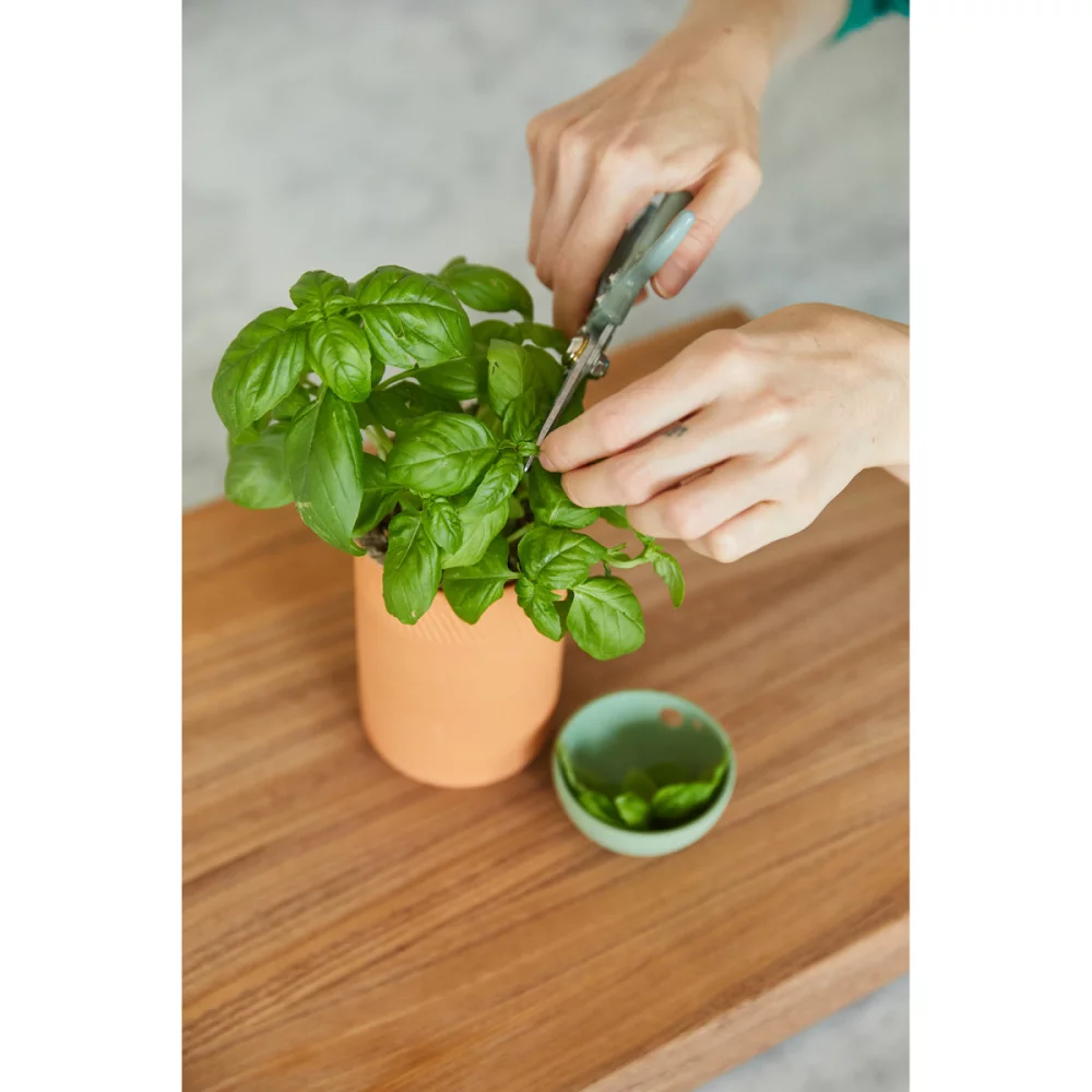 Ensemble cadeau de culture gastronomique Modern Sprout® - Terre cuite