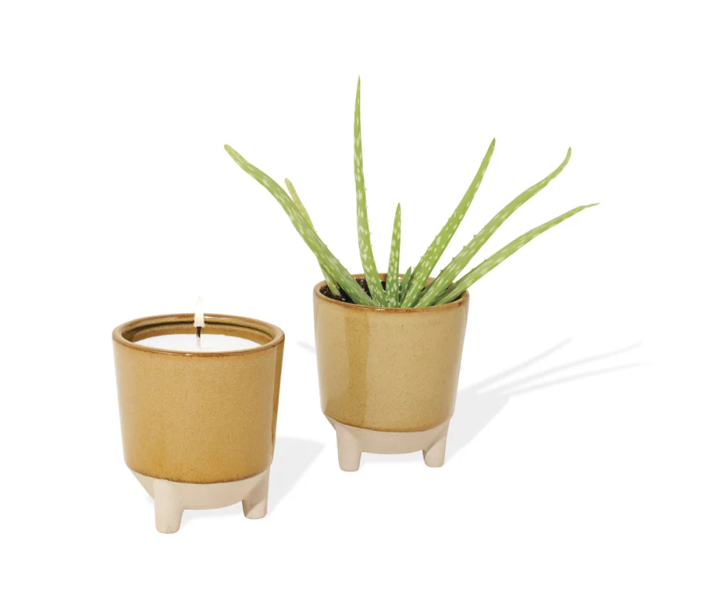 Modern Sprout® Glow & Grow Live Well Gift Set - Amber: Desert Oasis w- Aloe Seeds