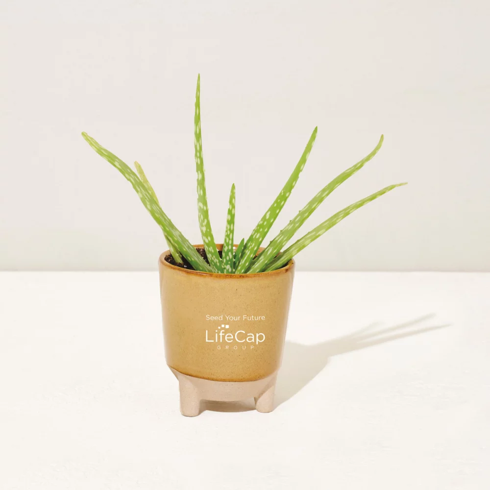 Modern Sprout® Glow & Grow Live Well Gift Set - Amber: Desert Oasis w- Aloe Seeds