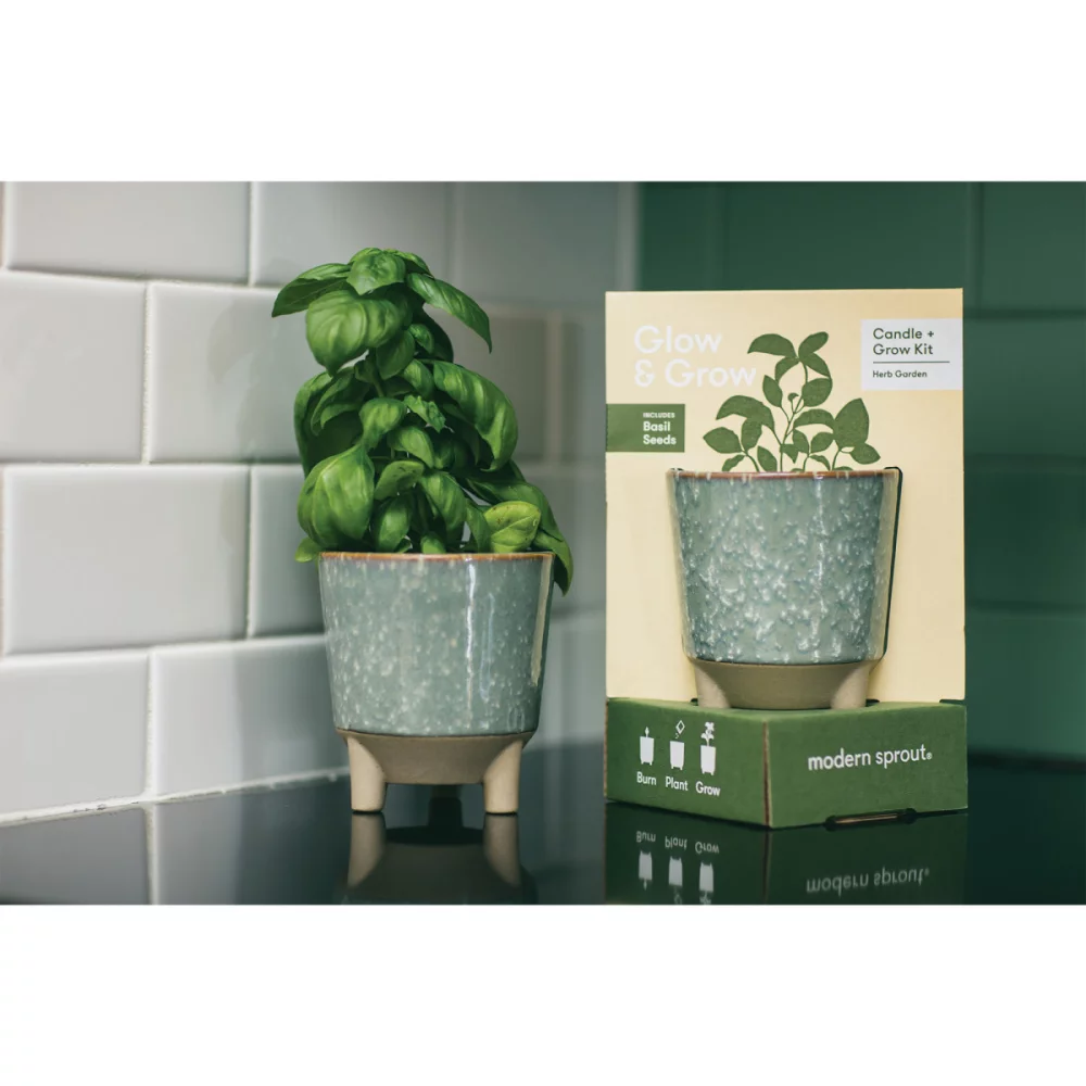 Modern Sprout® Glow & Grow Live Well Gift Set - Blue Green: Herb Garden w- Basil Seeds