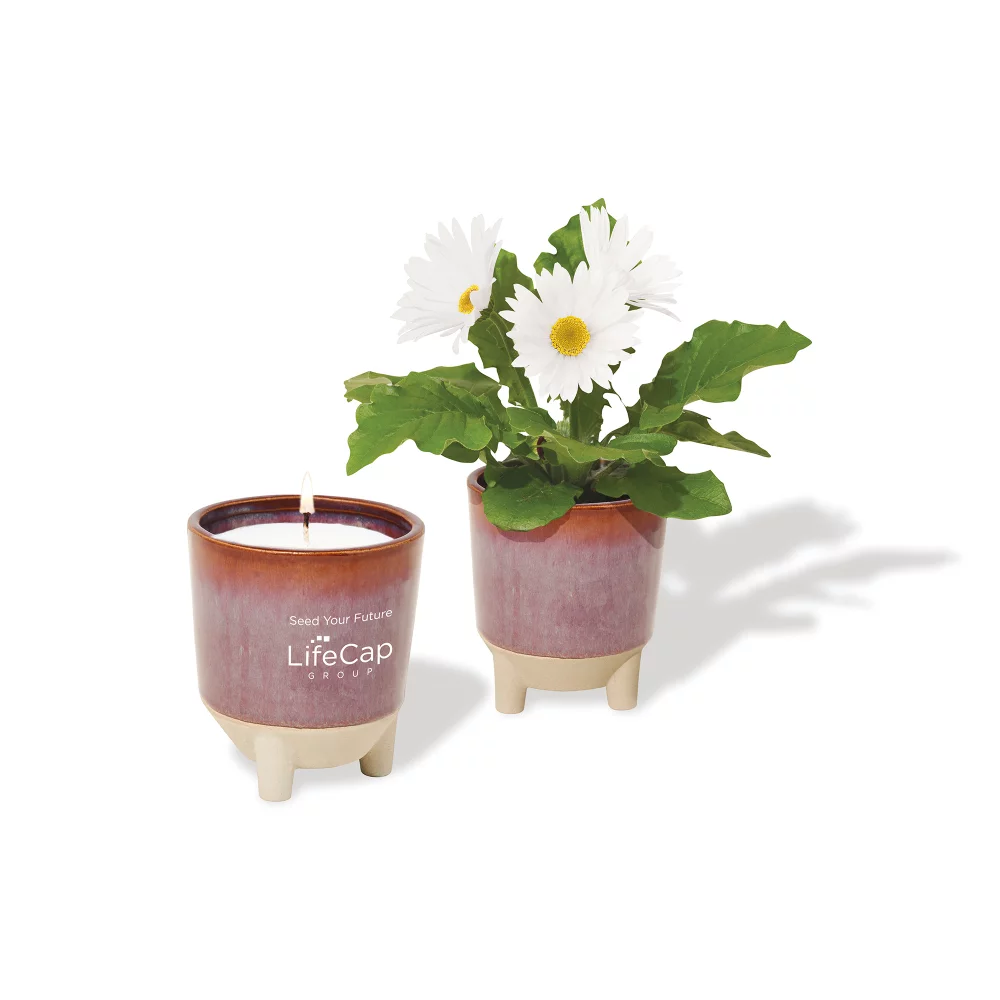 Ensemble cadeau Glow & Grow Live Well de Modern Sprout® - Bourgogne : Graines de marguerites avec fleurs sauvages