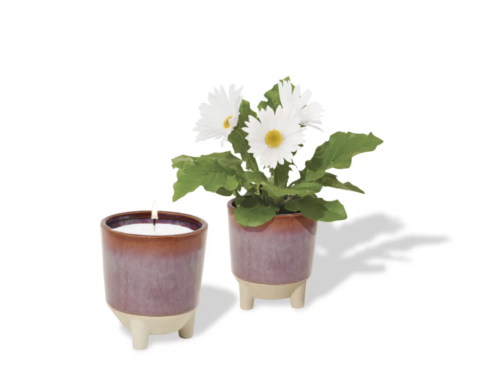 Ensemble cadeau Glow & Grow Live Well de Modern Sprout® - Bourgogne : Graines de marguerites avec fleurs sauvages