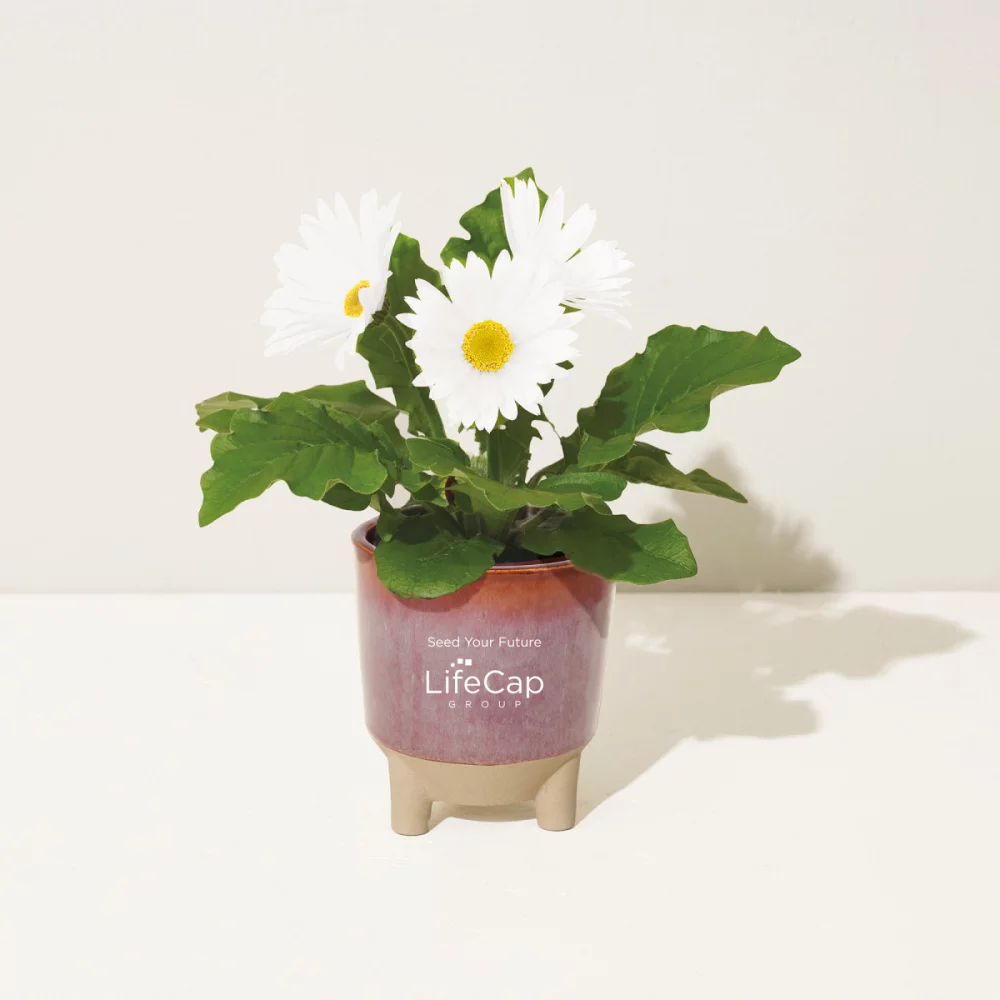 Ensemble cadeau Glow & Grow Live Well de Modern Sprout® - Bourgogne : Graines de marguerites avec fleurs sauvages