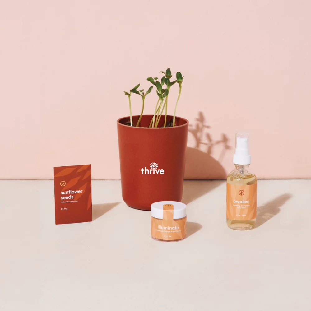 Modern Sprout® Shine Bright Take Care Kit - Sunflower - Shine Bright Sunflower