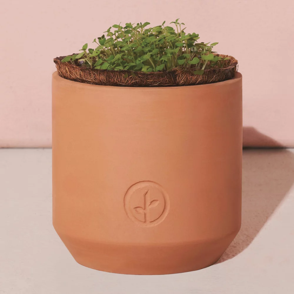 Kit de culture en terre cuite Tiny Terracotta Grow de Modern Sprout® Merci Marguerites - Terre cuite