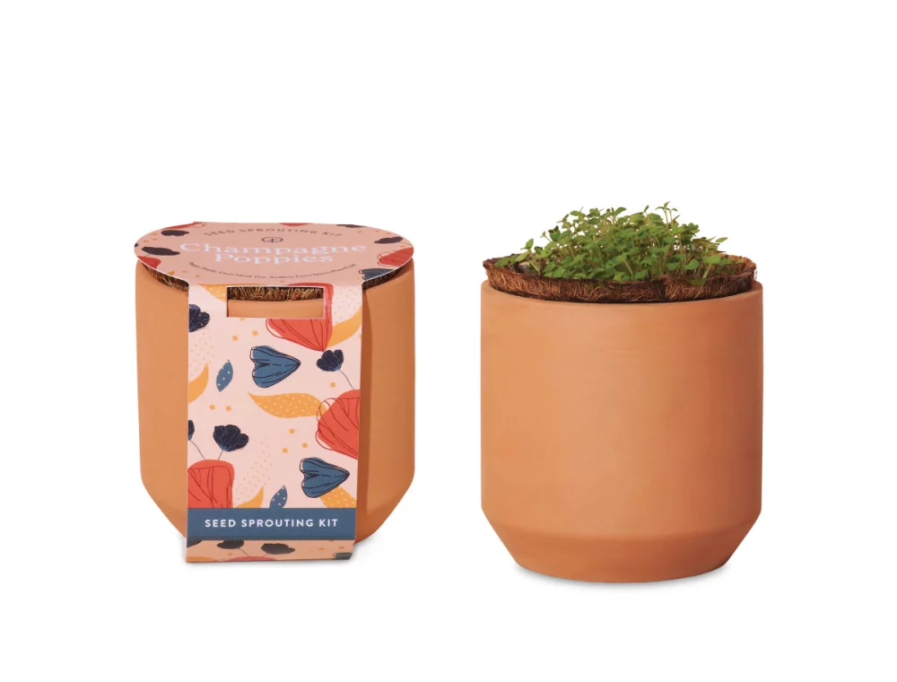 Kit de culture en terre cuite Tiny Terracotta Grow Kit Champagne Poppies de Modern Sprout® - Terre cuite