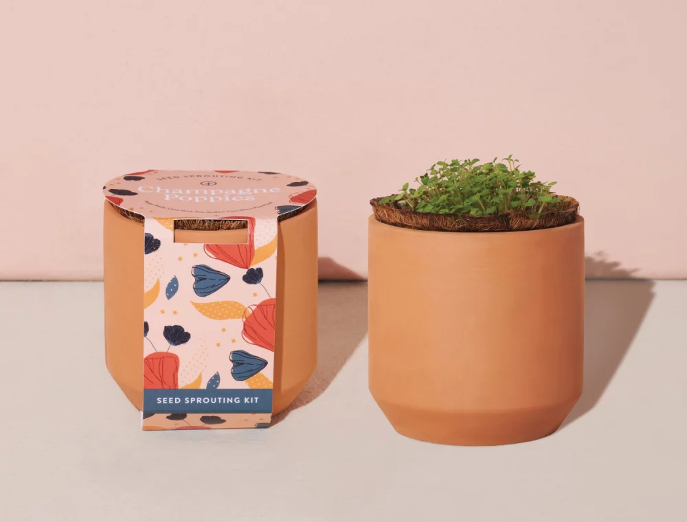 Kit de culture en terre cuite Tiny Terracotta Grow Kit Champagne Poppies de Modern Sprout® - Terre cuite
