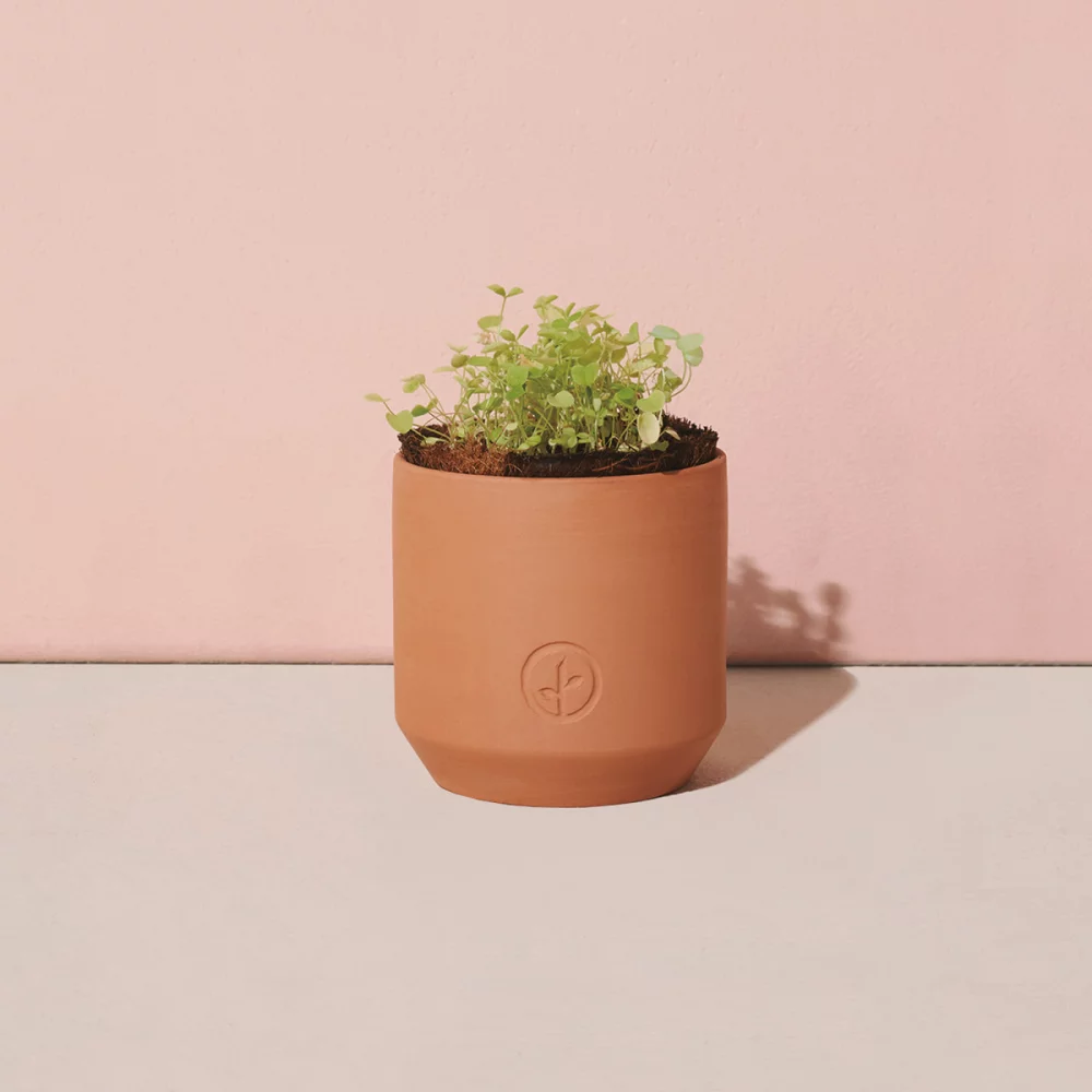 Kit de culture en terre cuite Modern Sprout® Tiny Terracotta Grow Kit Good Luck Clover - Terre cuite