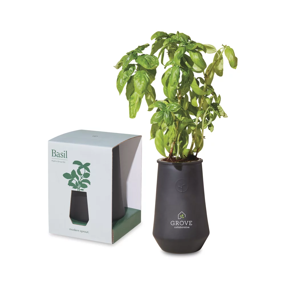 Kit de culture en verre effilé Modern Sprout - Basilic noir