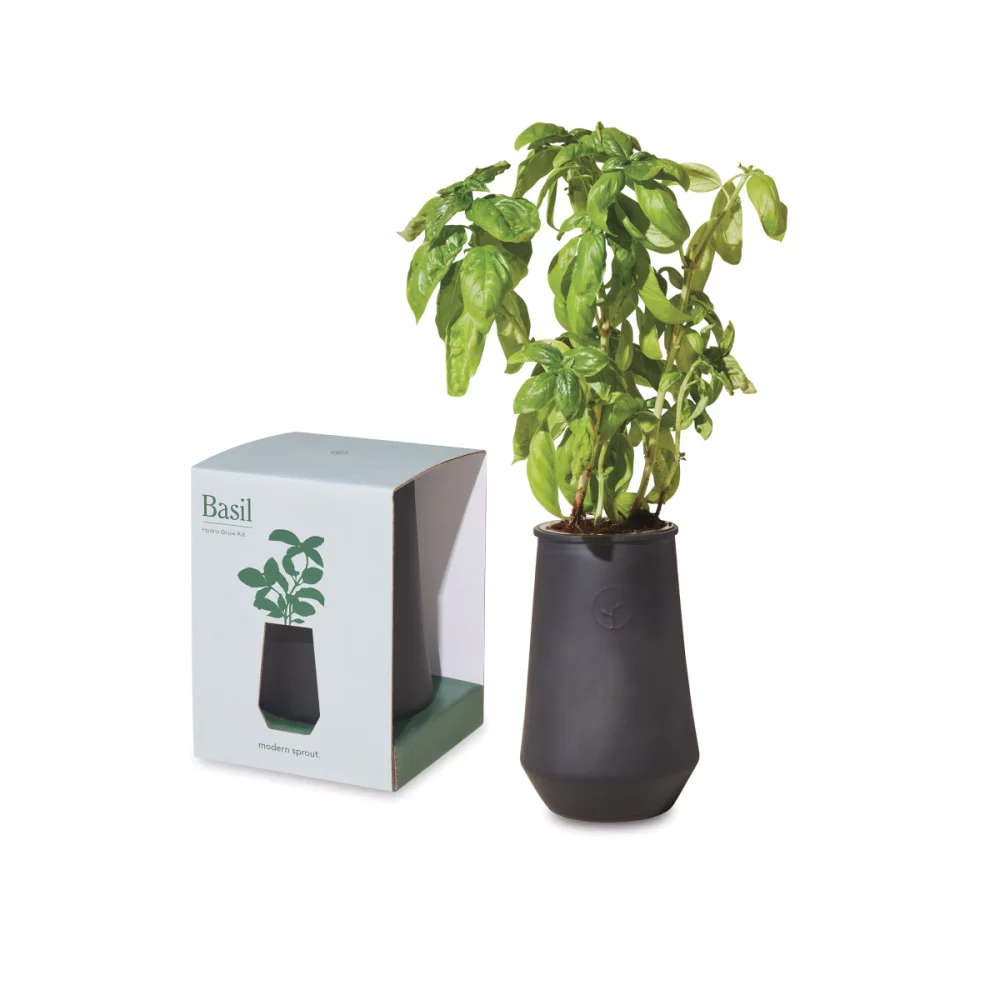 Kit de culture en verre effilé Modern Sprout - Basilic noir