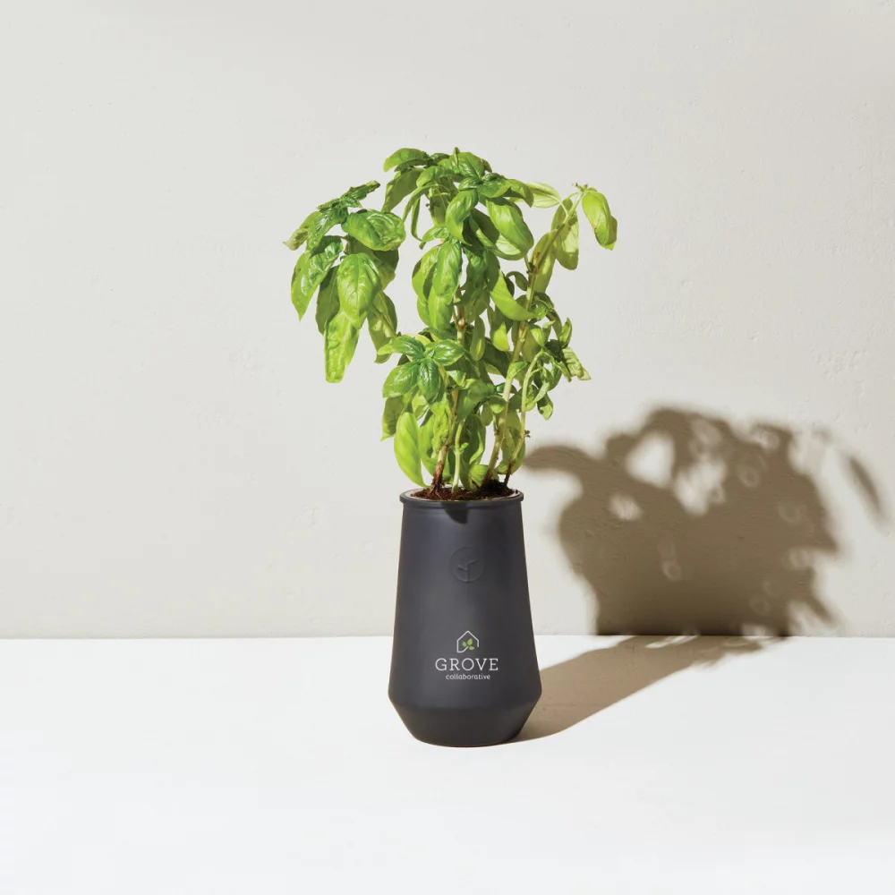 Modern Sprout Tapered Tumbler Grow Kit - Black-Basil