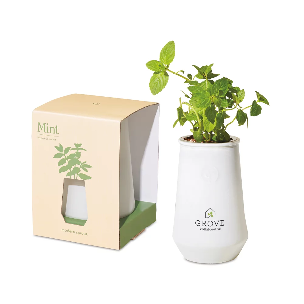 Kit de culture en verre effilé Modern Sprout - Blanc-Menthe