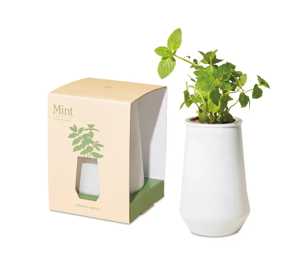 Modern Sprout Tapered Tumbler Grow Kit - White-Mint