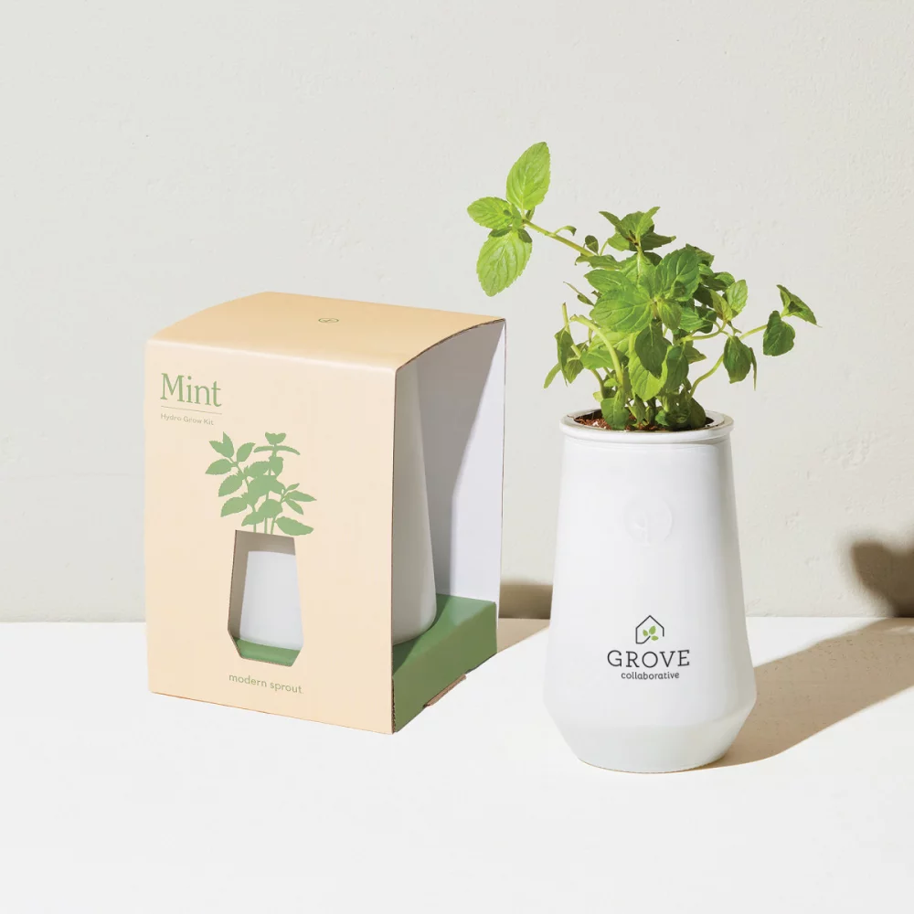 Kit de culture en verre effilé Modern Sprout - Blanc-Menthe