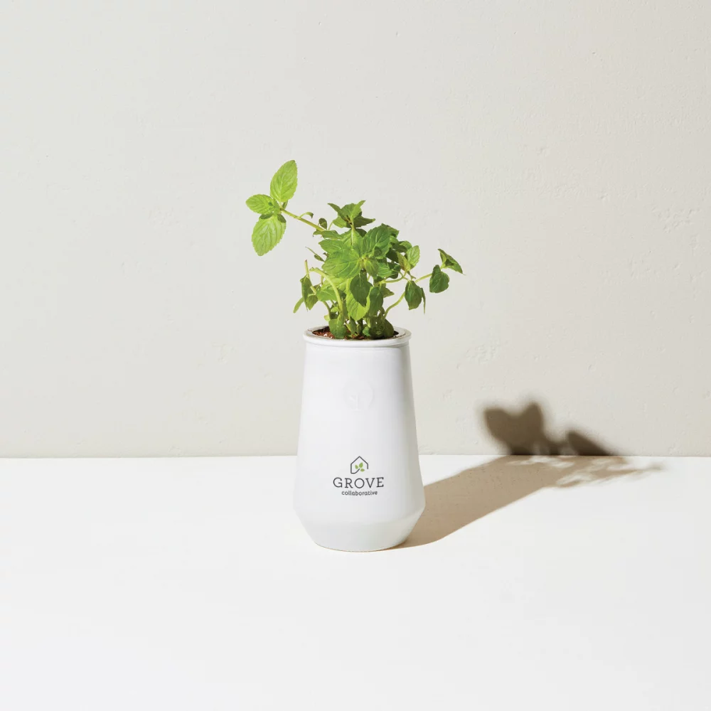 Kit de culture en verre effilé Modern Sprout - Blanc-Menthe