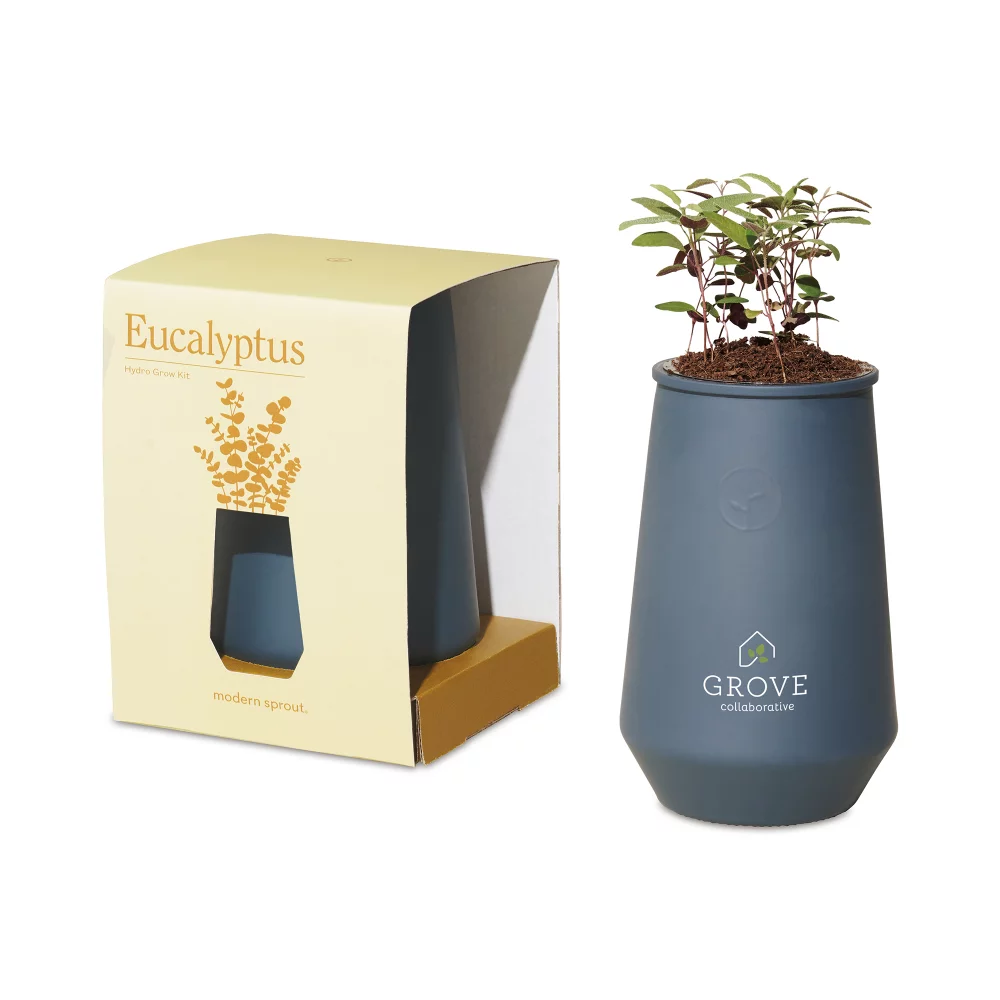 Kit de culture en verre effilé Modern Sprout - Agave bleu-Eucalyptus