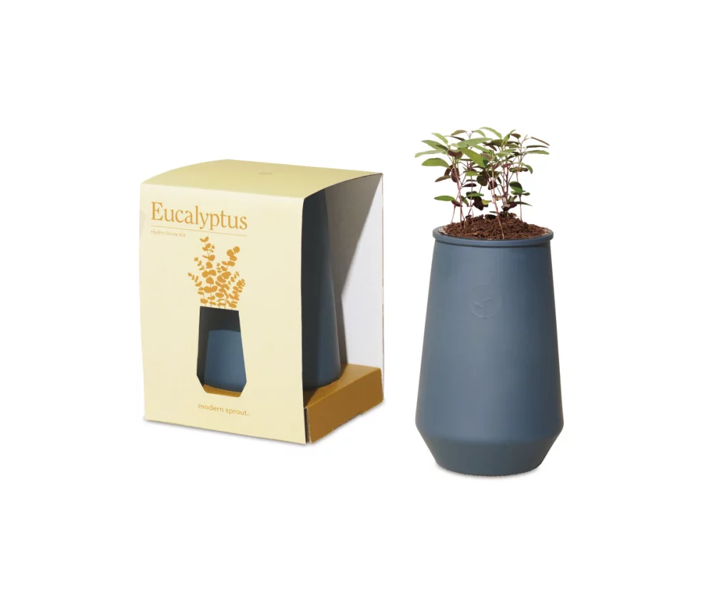 Kit de culture en verre effilé Modern Sprout - Agave bleu-Eucalyptus