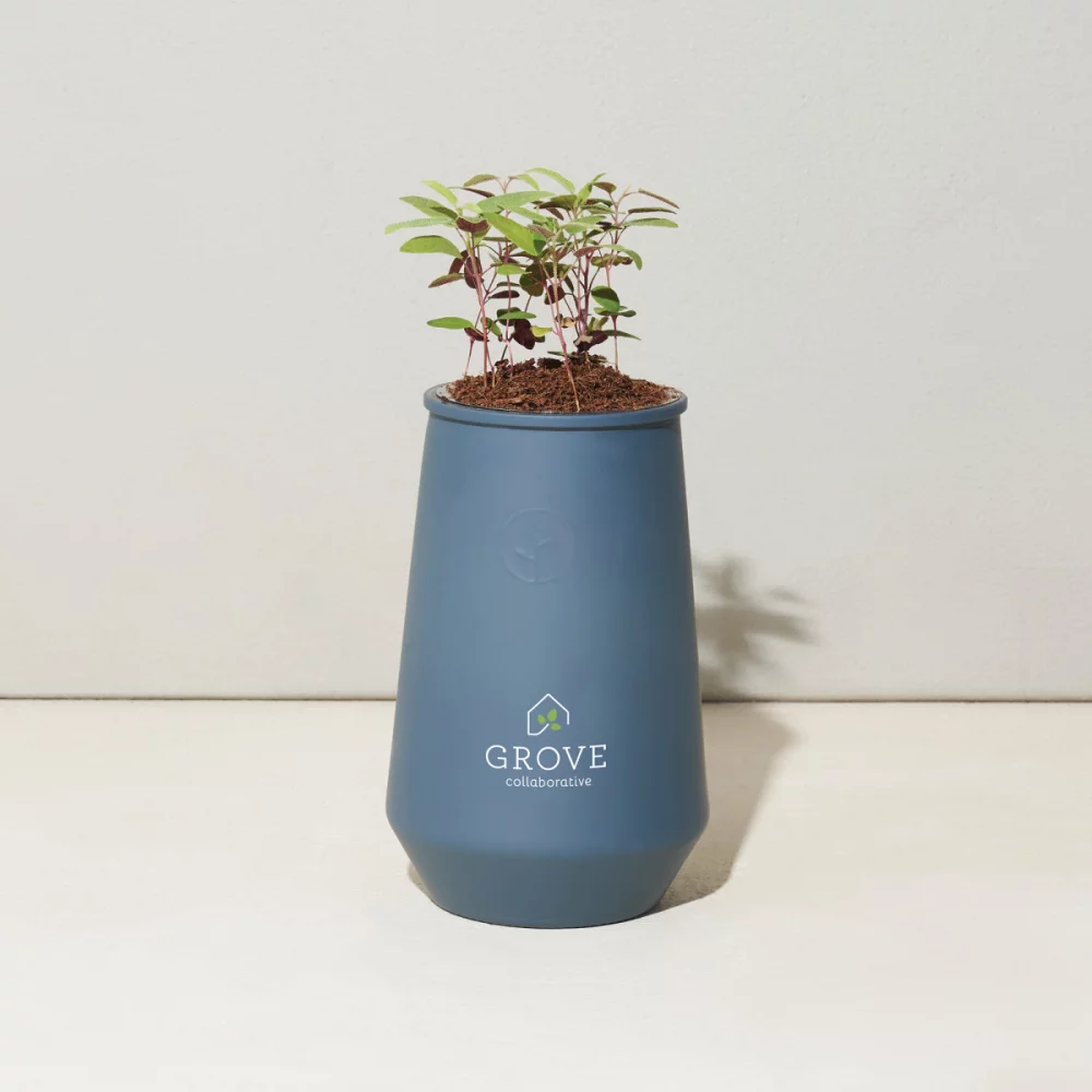 Modern Sprout Tapered Tumbler Grow Kit - Blue Agave-Eucalyptus