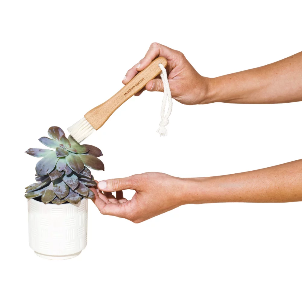 Ensemble de soins pour les plantes Modern Sprout® Plant Parent - Noir