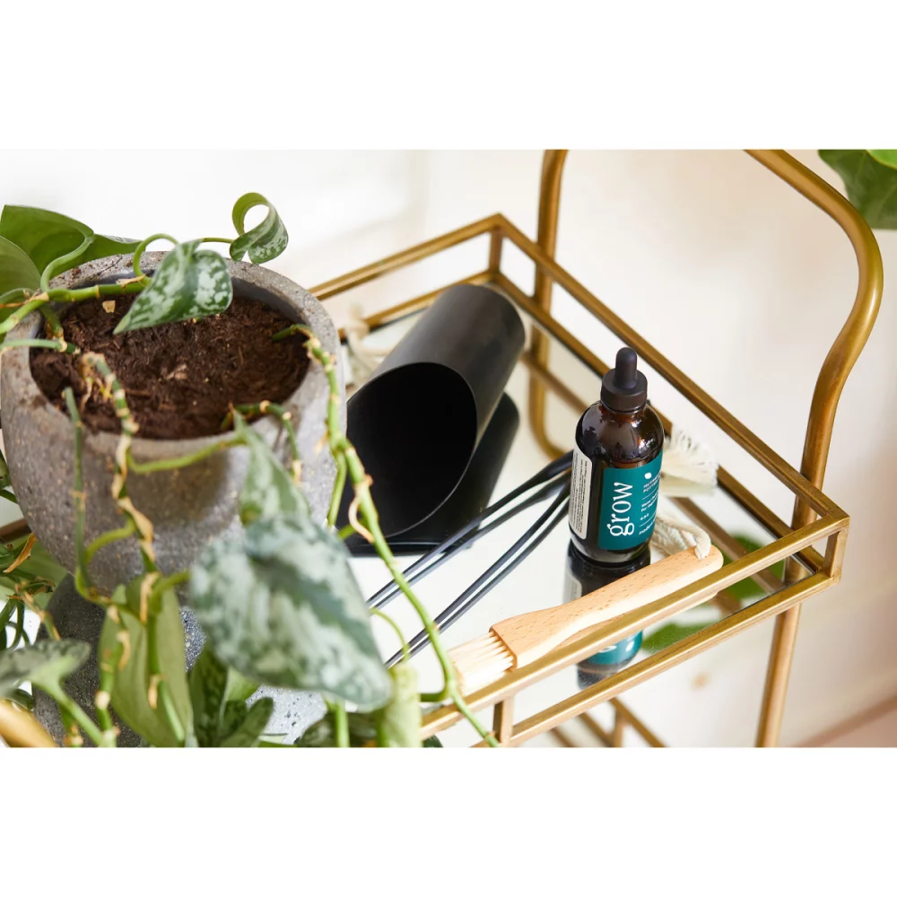Ensemble de soins pour les plantes Modern Sprout® Plant Parent - Noir