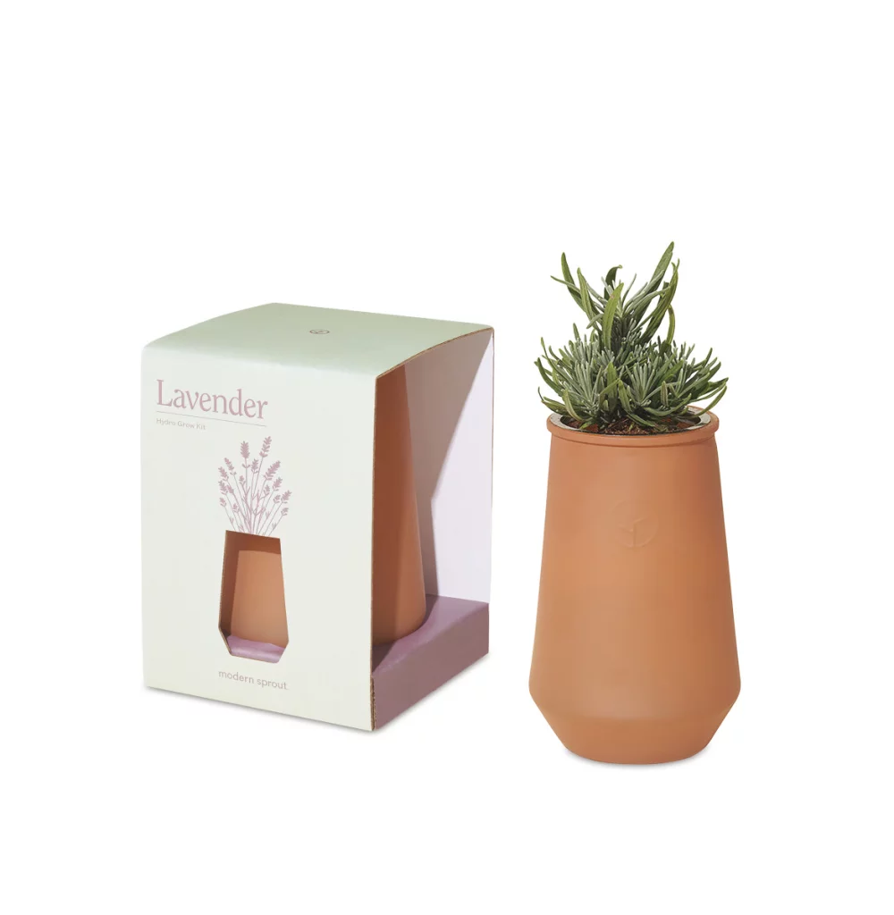 Kit de culture en verre effilé Modern Sprout - Sahara-Lavande