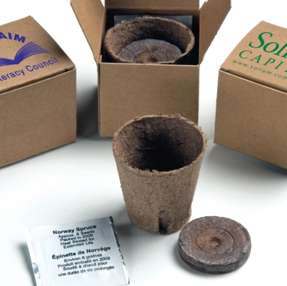 Arbre dans un kit de boîte en carton recyclé