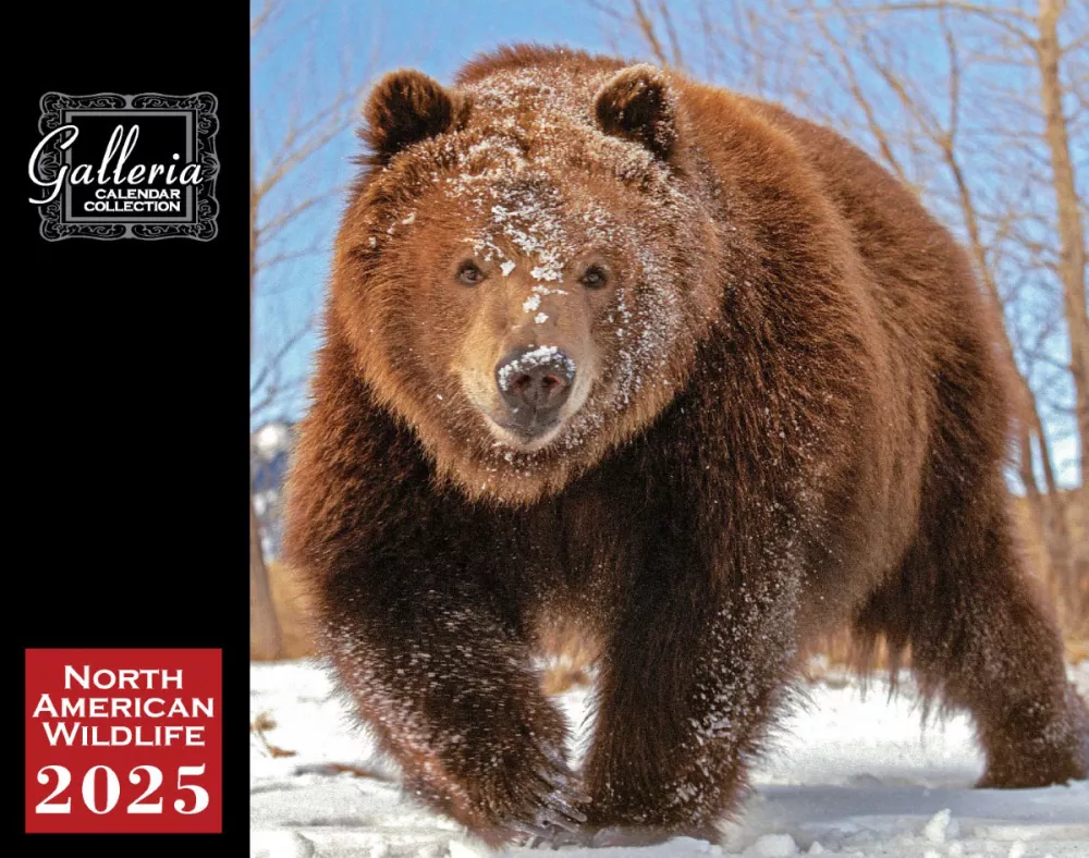 Calendrier mural Galleria 2025 Faune nord-américaine