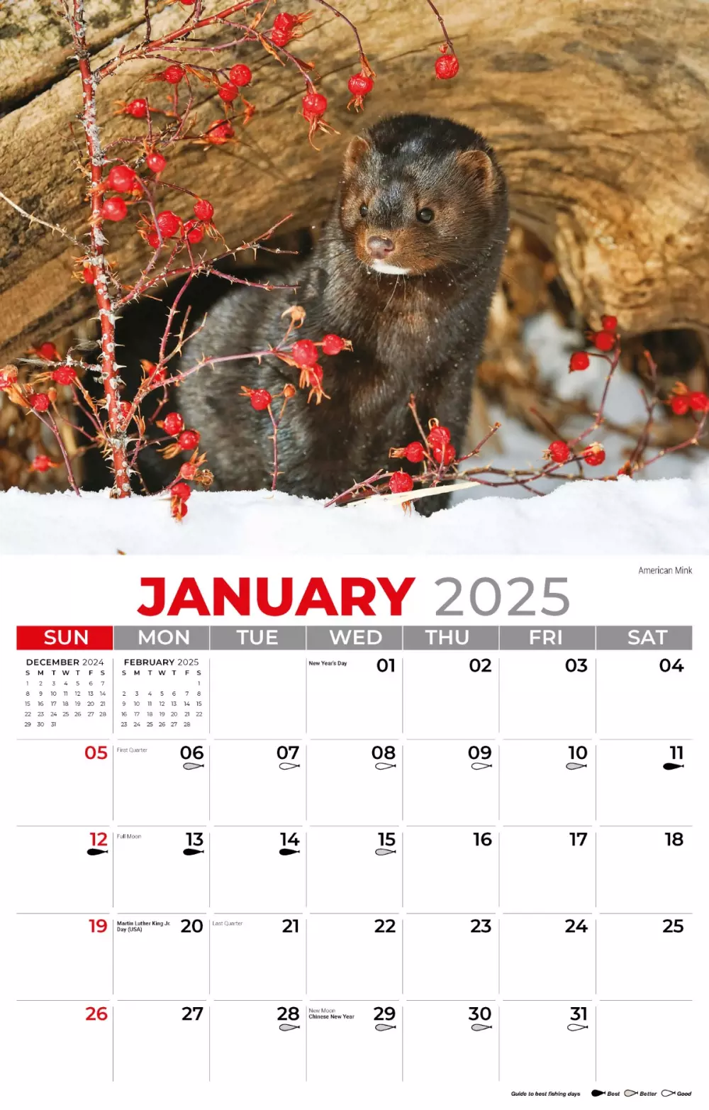 Calendrier mural Galleria 2025 Faune nord-américaine