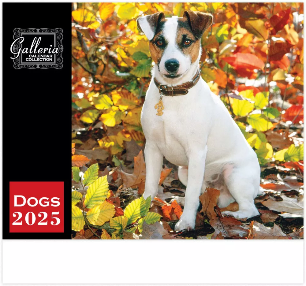 Calendrier mural Galleria 2025 Calendrier des chiens
