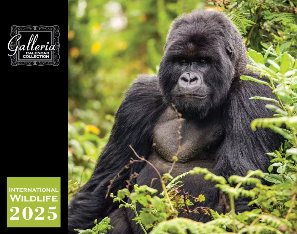 Calendrier mural Galleria 2025 Faune internationale