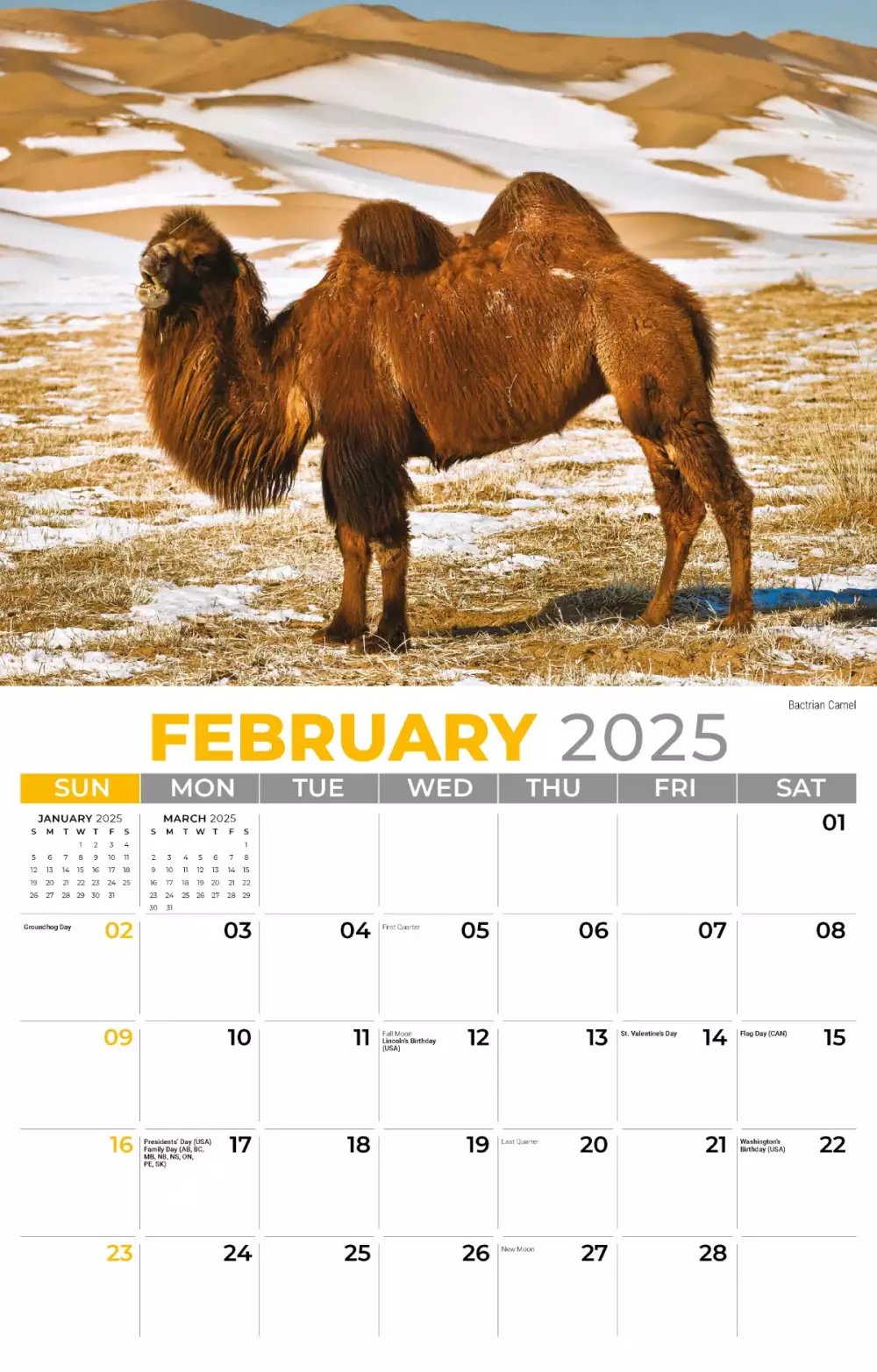 Calendrier mural Galleria 2025 Faune internationale