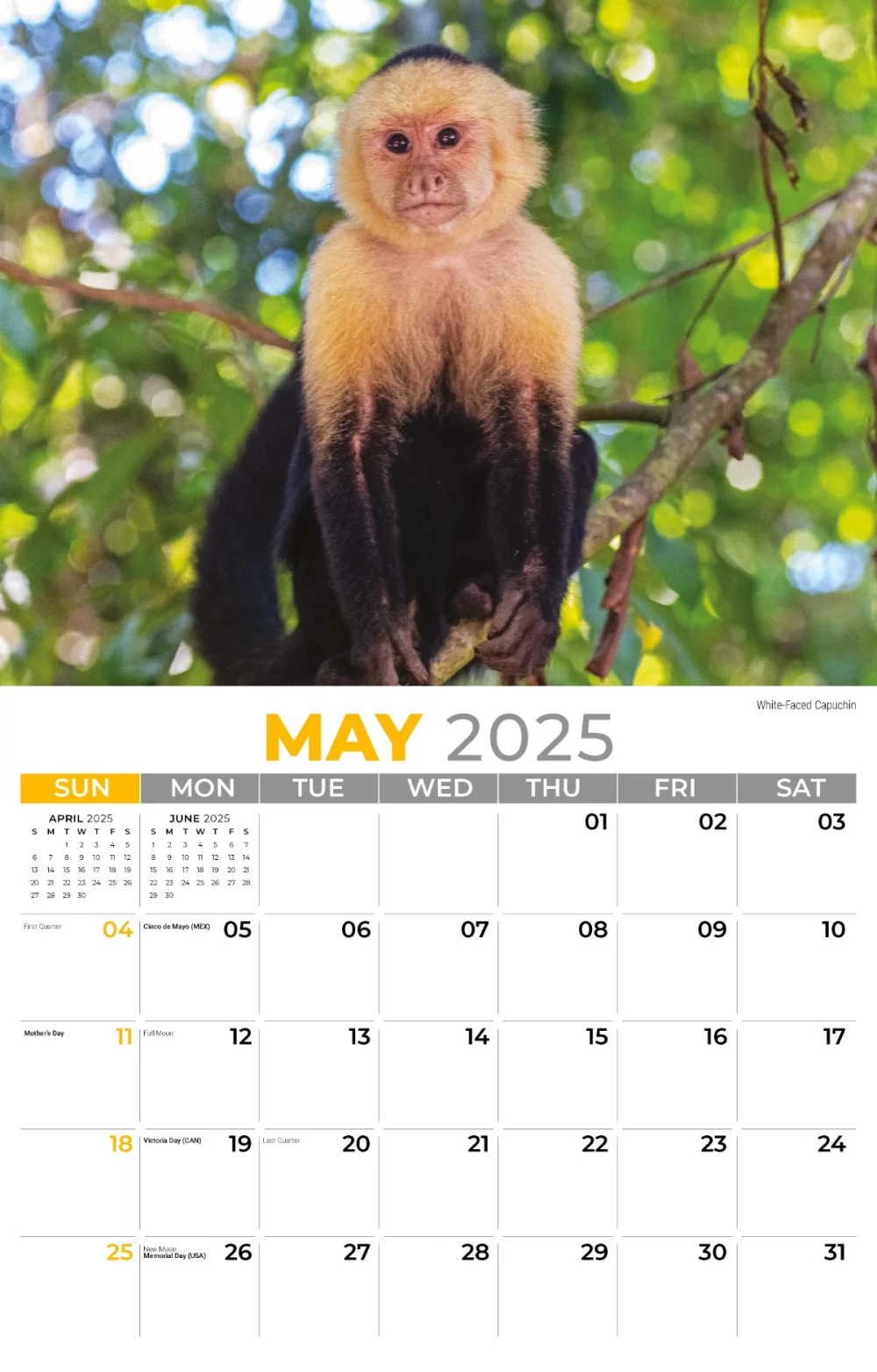 Calendrier mural Galleria 2025 Faune internationale