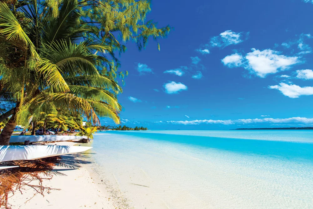 Calendrier de rendez-vous tropical