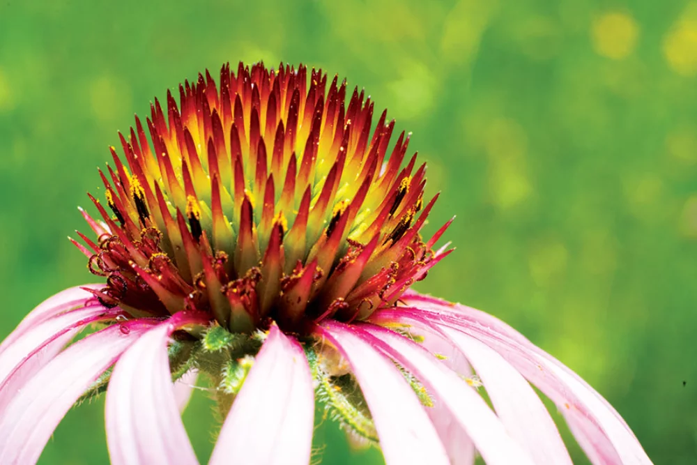Calendrier de bureau Zen Year In A Box