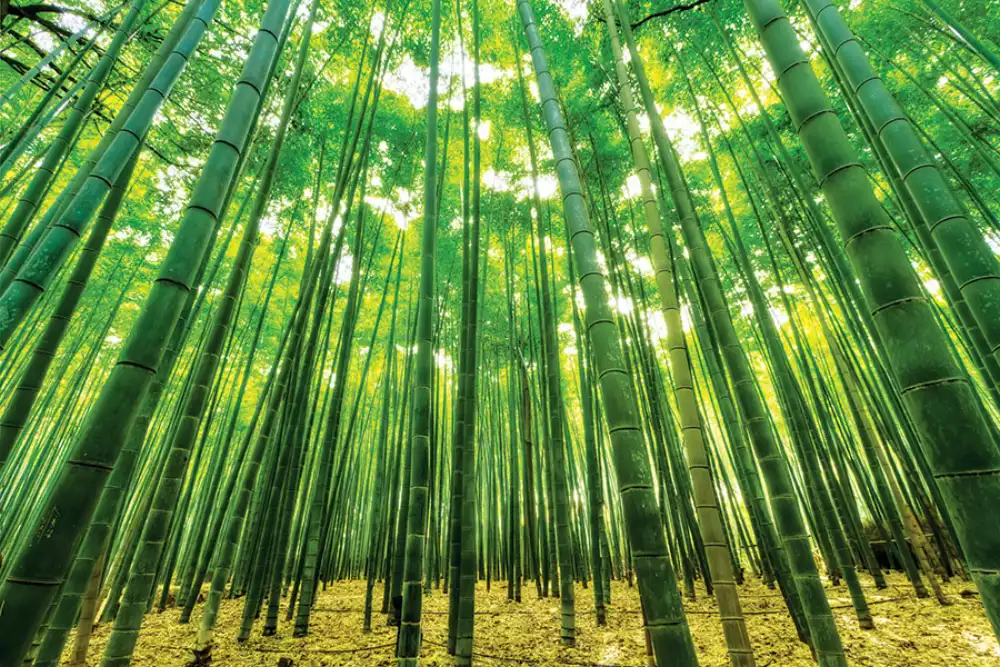 Calendrier de bureau Zen Year In A Box