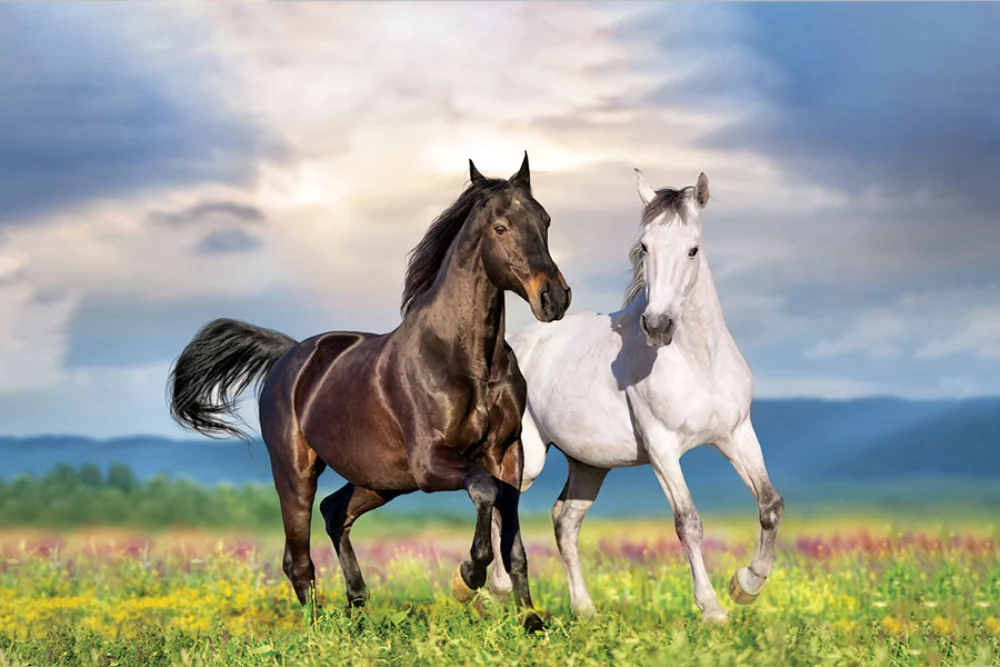 Calendrier de bureau double vue sur la faune