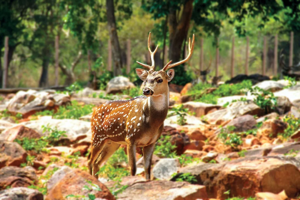 Calendrier de bureau double vue sur la faune