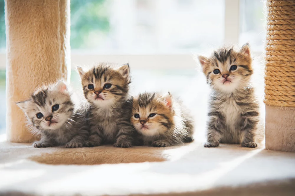 Calendrier des rendez-vous pour animaux de compagnie