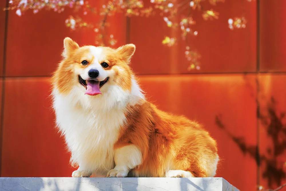 Calendrier des rendez-vous pour animaux de compagnie