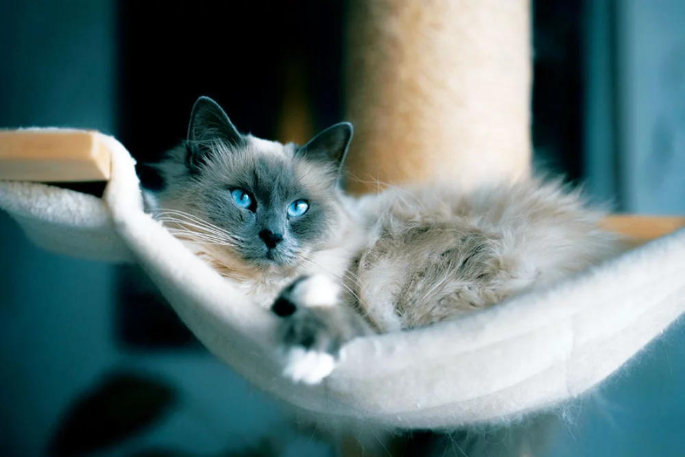 Calendrier des rendez-vous pour animaux de compagnie